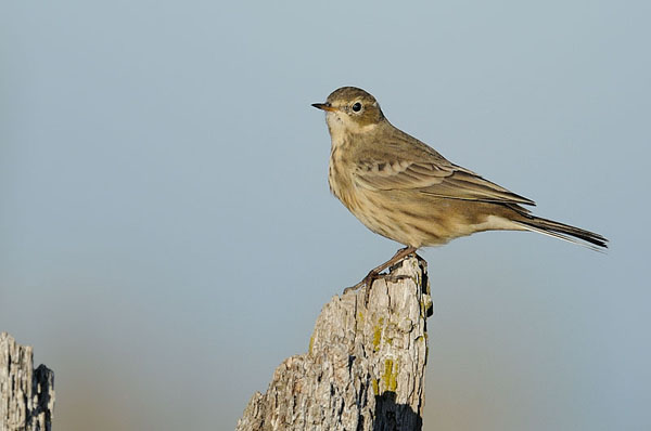 American Pipit American Pipit