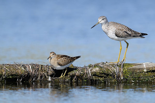 Pectoral Sandpiper & Greater Yellowlegs Pectoral Sandpiper & Greater Yellowlegs