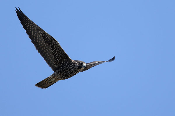 Peregrine Falcon Peregrine Falcon