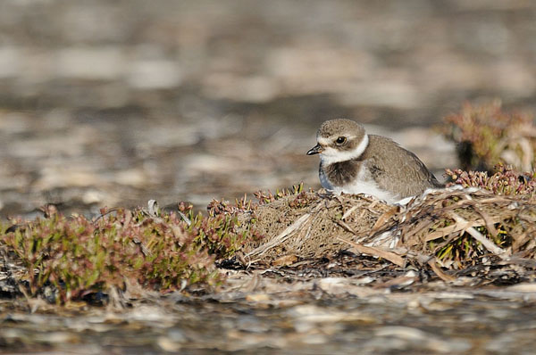 Semipalmated Plover Semipalmated Plover