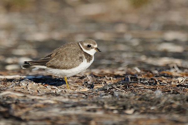 Semipalmated Plover Semipalmated Plover