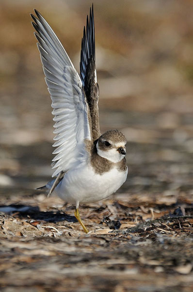 Semipalmated Plover Semipalmated Plover