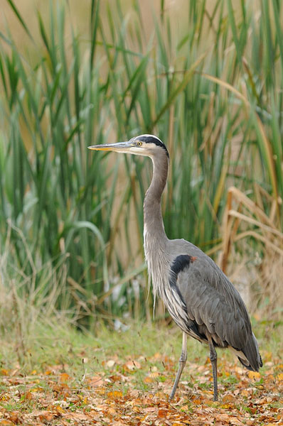 Great Blue Heron