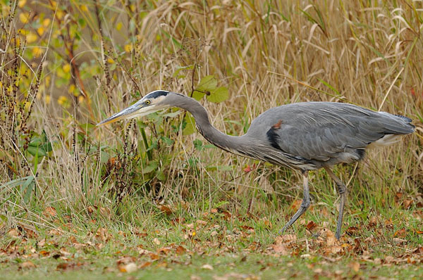 Great Blue Heron