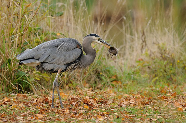 Great Blue Heron