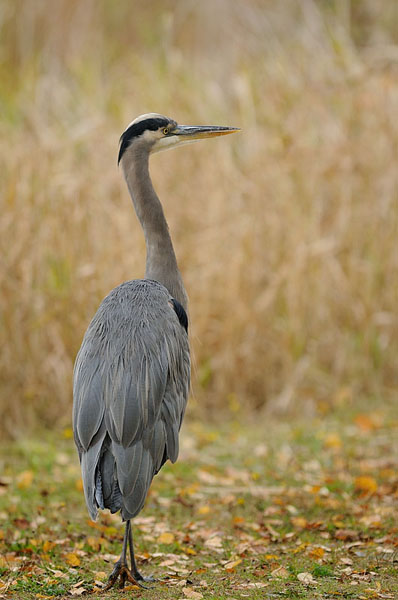Great Blue Heron