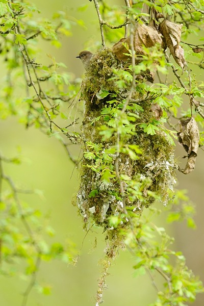 Bushtit Nest