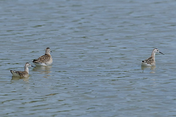 Wilson's Phalarope