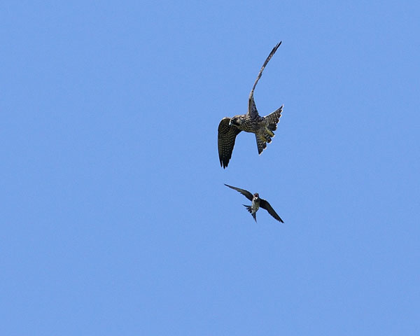 Purple Martin & Peregrine Falcon