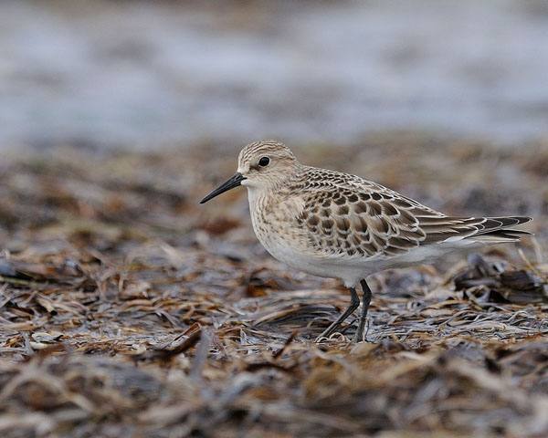 Baird's Sandpiper