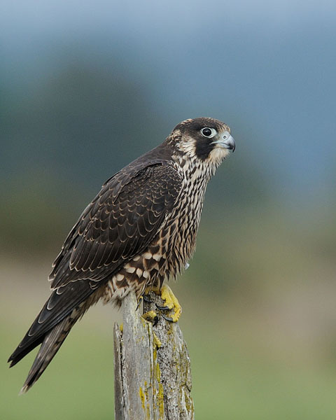 Peregrine Falcon