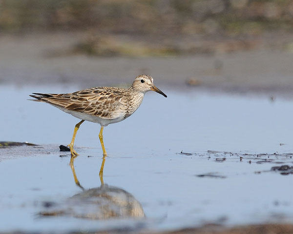 Pectoral Sandpiper