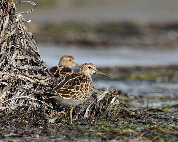 Pectoral Sandpiper