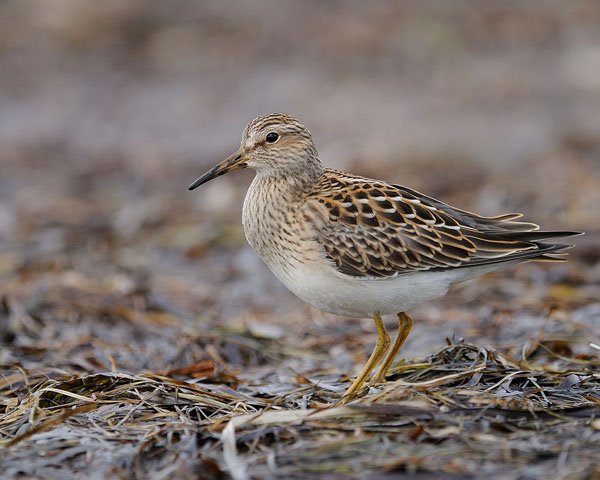 Pectoral Sandpiper