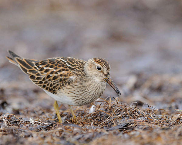 Pectoral Sandpiper