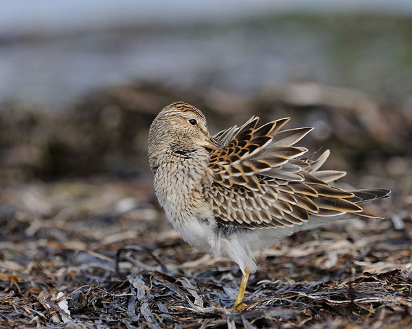 Pectoral Sandpiper