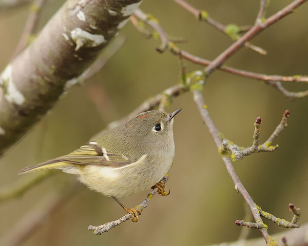 Ruby-crowned Kinglet
