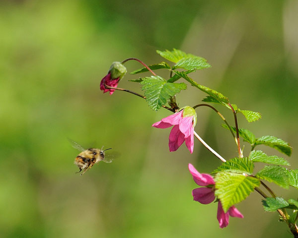 Bumblebee