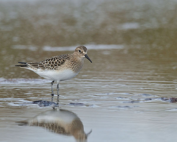 Baird's Sandpiper
