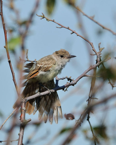 Ash-throated Flycatcher