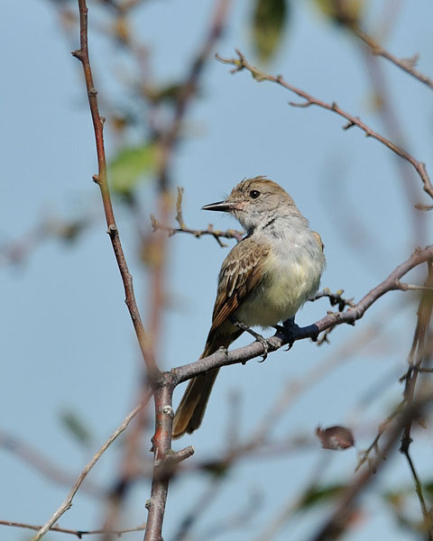 Ash-throated Flycatcher