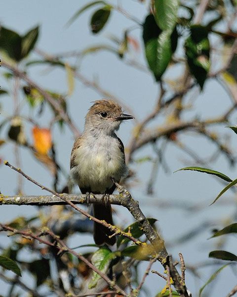 Ash-throated Flycatcher