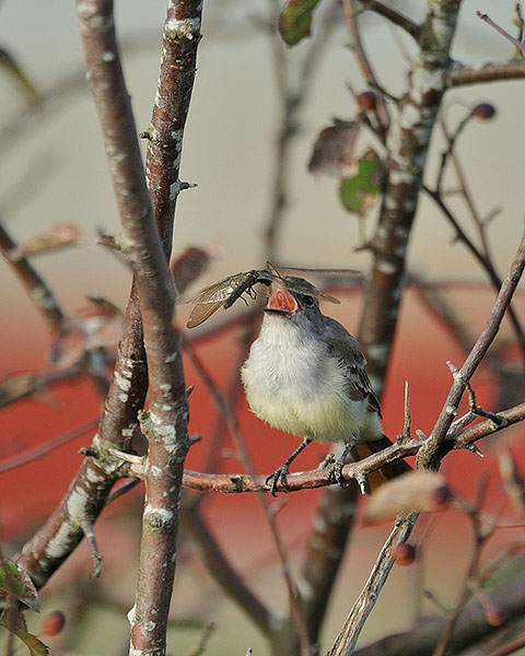 Ash-throated Flycatcher