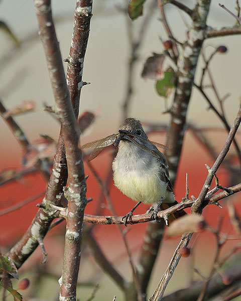 Ash-throated Flycatcher