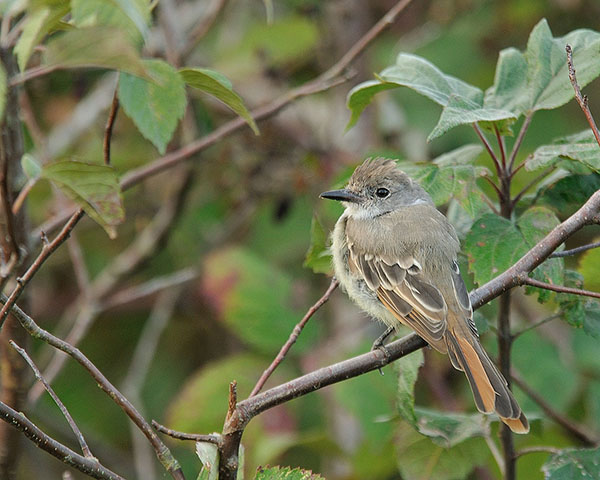 Ash-throated Flycatcher
