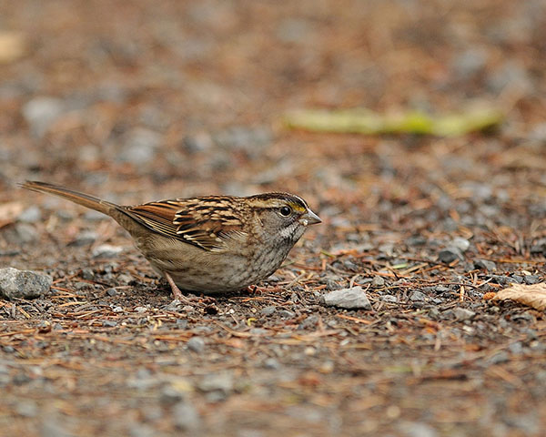 White-throated Sparrow