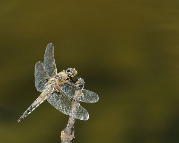 Dragonfly