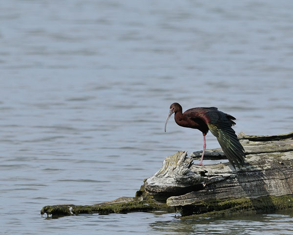 White-faced Ibis