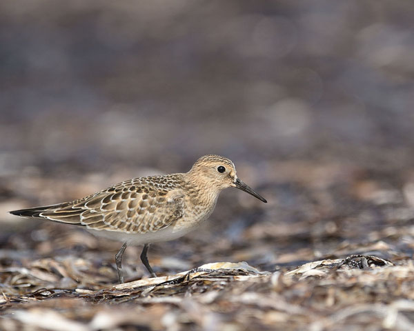 Baird's Sandpiper