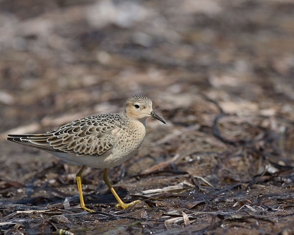 Buff-breasted Sandpiper