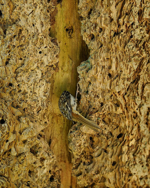 Brown Creeper Nest