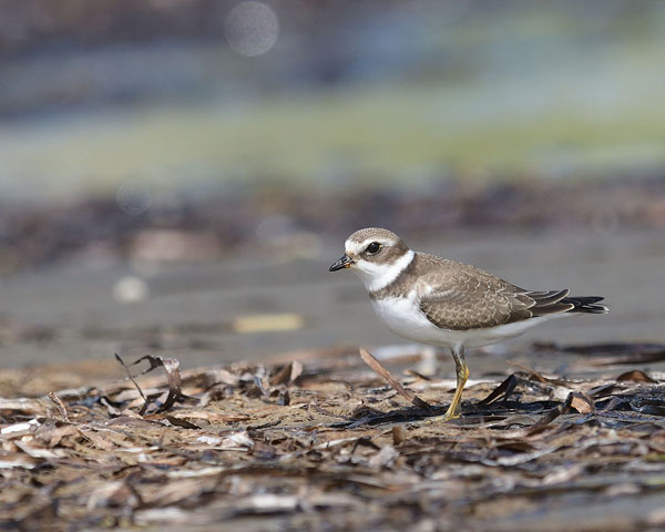 Semipalmated Plover