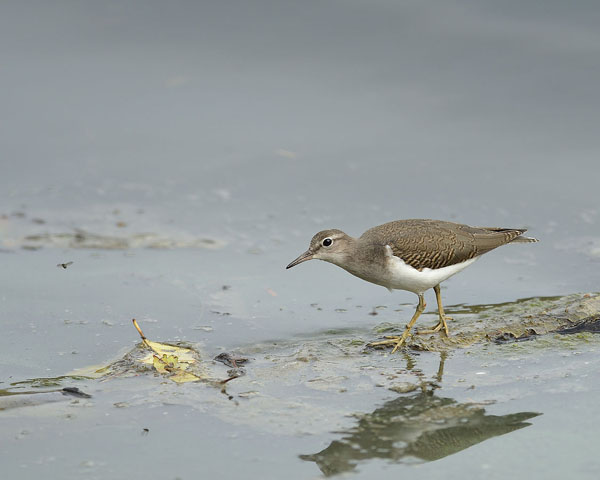 Spotted Sandpiper