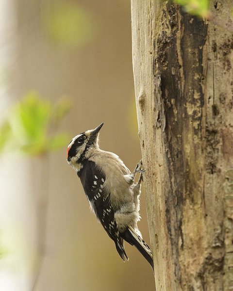 Downy Woodpecker