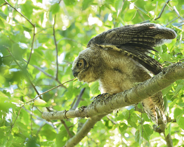 Great Horned Owl