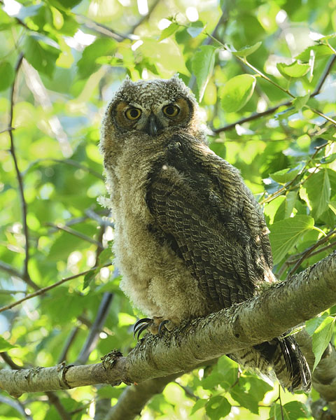 Great Horned Owl