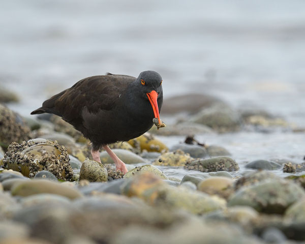 Black Oystercatcher