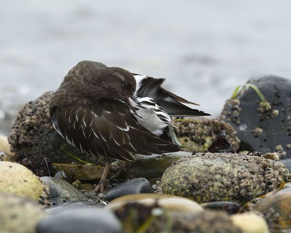 Black Turnstone