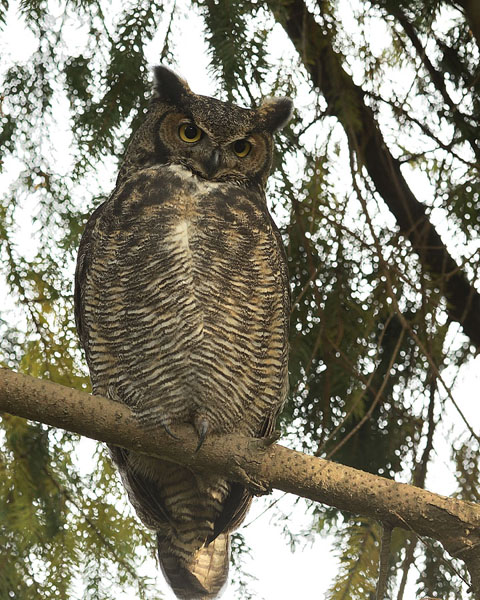 Great Horned Owl