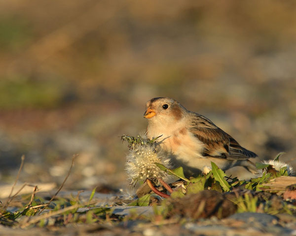 Snow Bunting