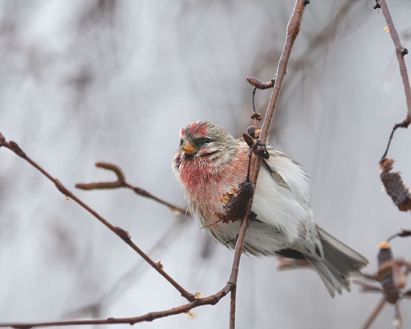 Common Redpoll