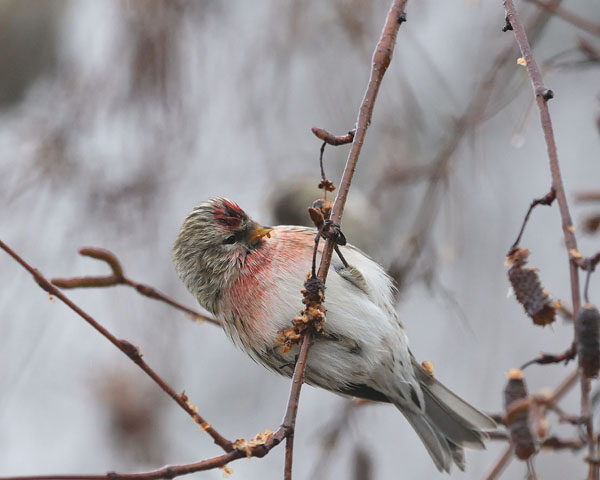 Common Redpoll