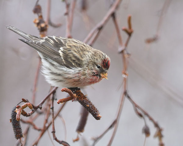 Common Redpoll