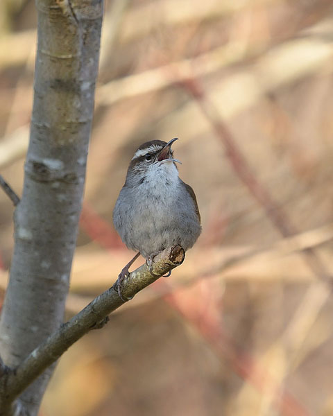 Bewick's Wren