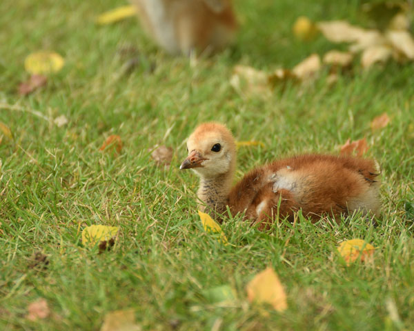 Sandhill Crane