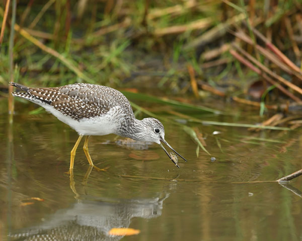 Greater Yellowlegs